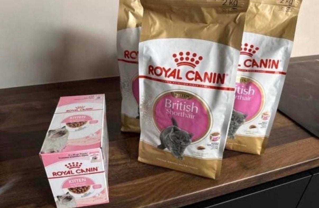 Britse korthaar kitten voer, Dieren en Toebehoren, Dierenvoeding, Ophalen, Kat
