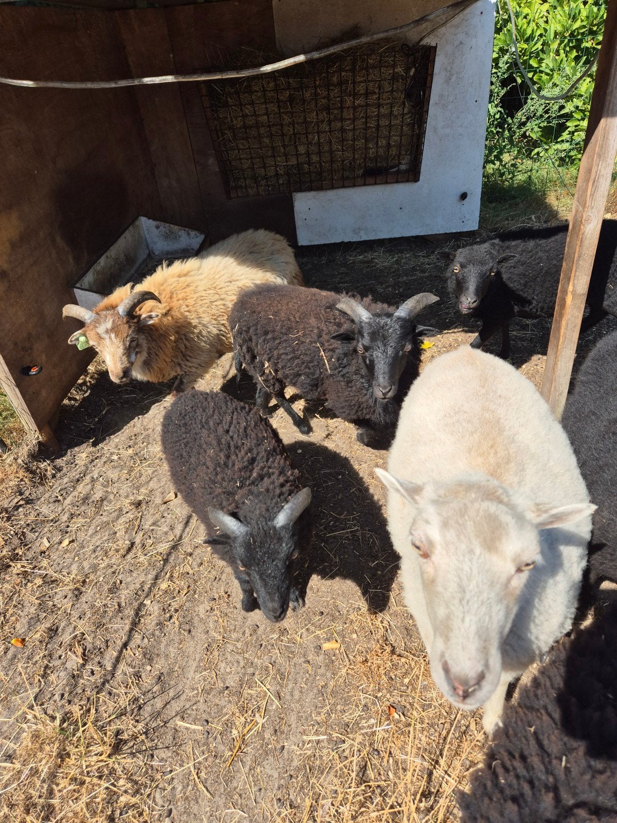 Lieve makke Ouessant rammetjes, Dieren en Toebehoren, Mannelijk, Schaap