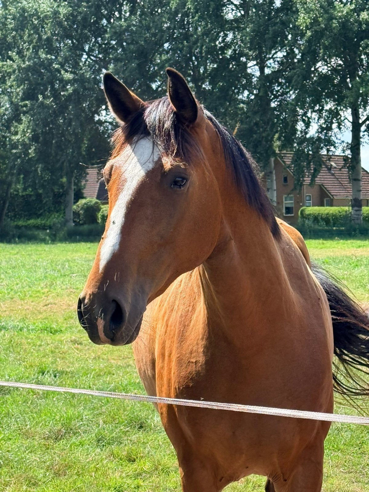 Mooie 3 jarige bruine dressuur ruin, Met stamboom, Ruin, Niet van toepassing, Dressuurpaard