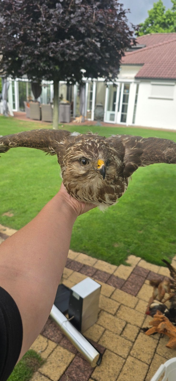 Opgezette buizerd, Ophalen of Verzenden, Zo goed als nieuw, Vogel, Opgezet dier