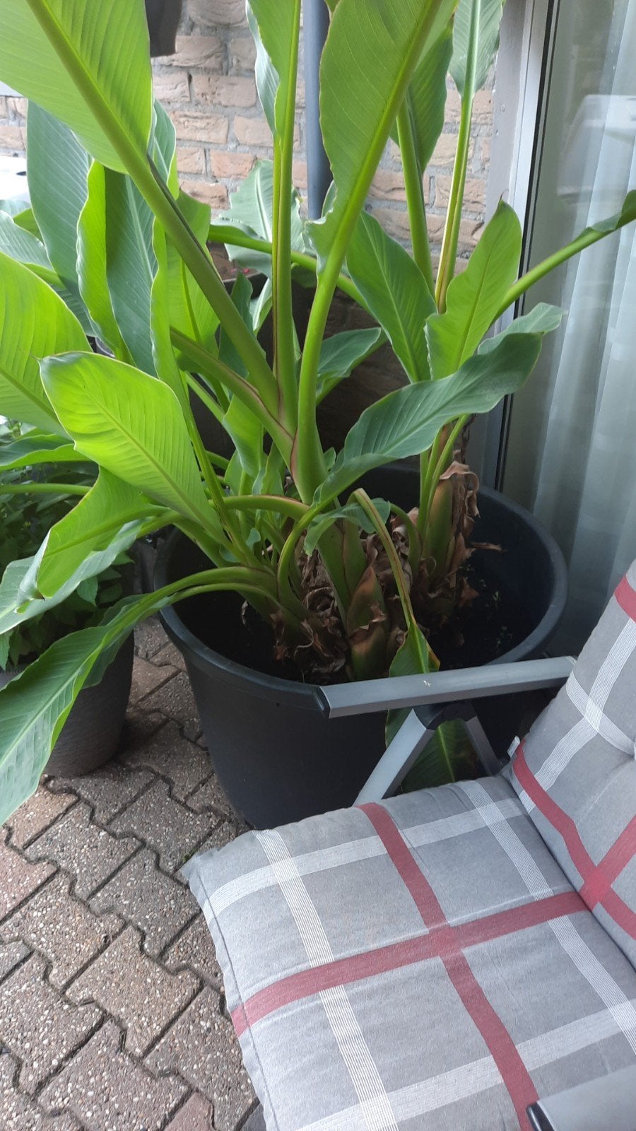 Lotus banaan Musella lasiocarpa, Ophalen, Overige soorten, Volle zon