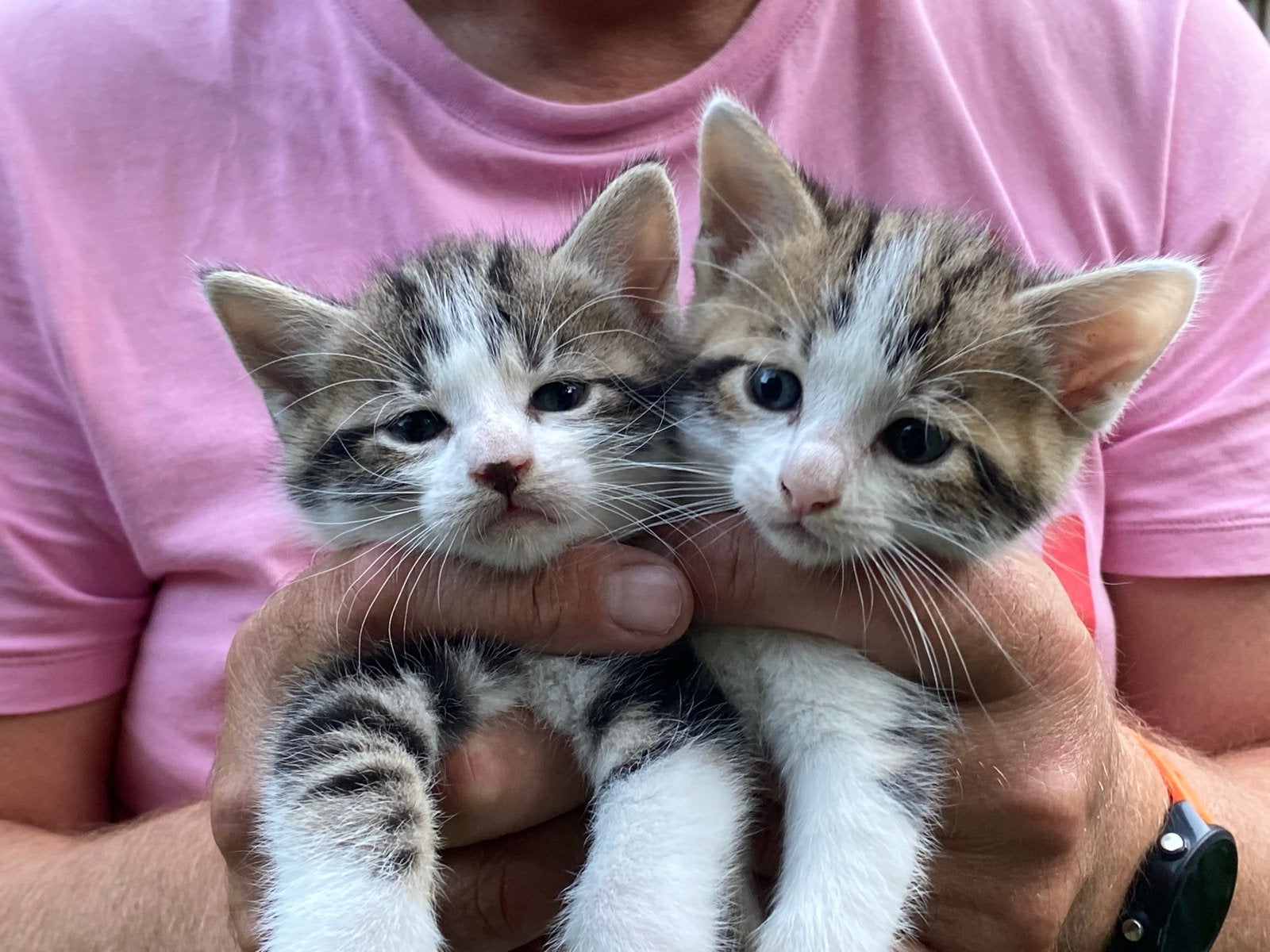 Lieve kittens, Meerdere dieren, Kortharig, 0 tot 2 jaar