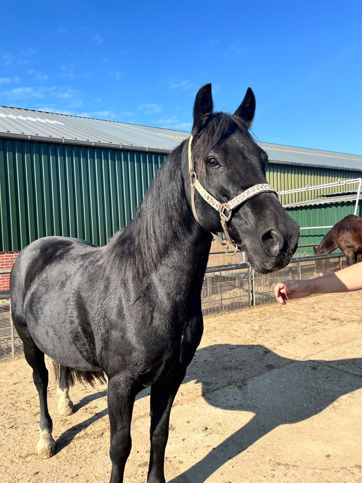 Zwarte d pony, Ruin, 11 jaar of ouder