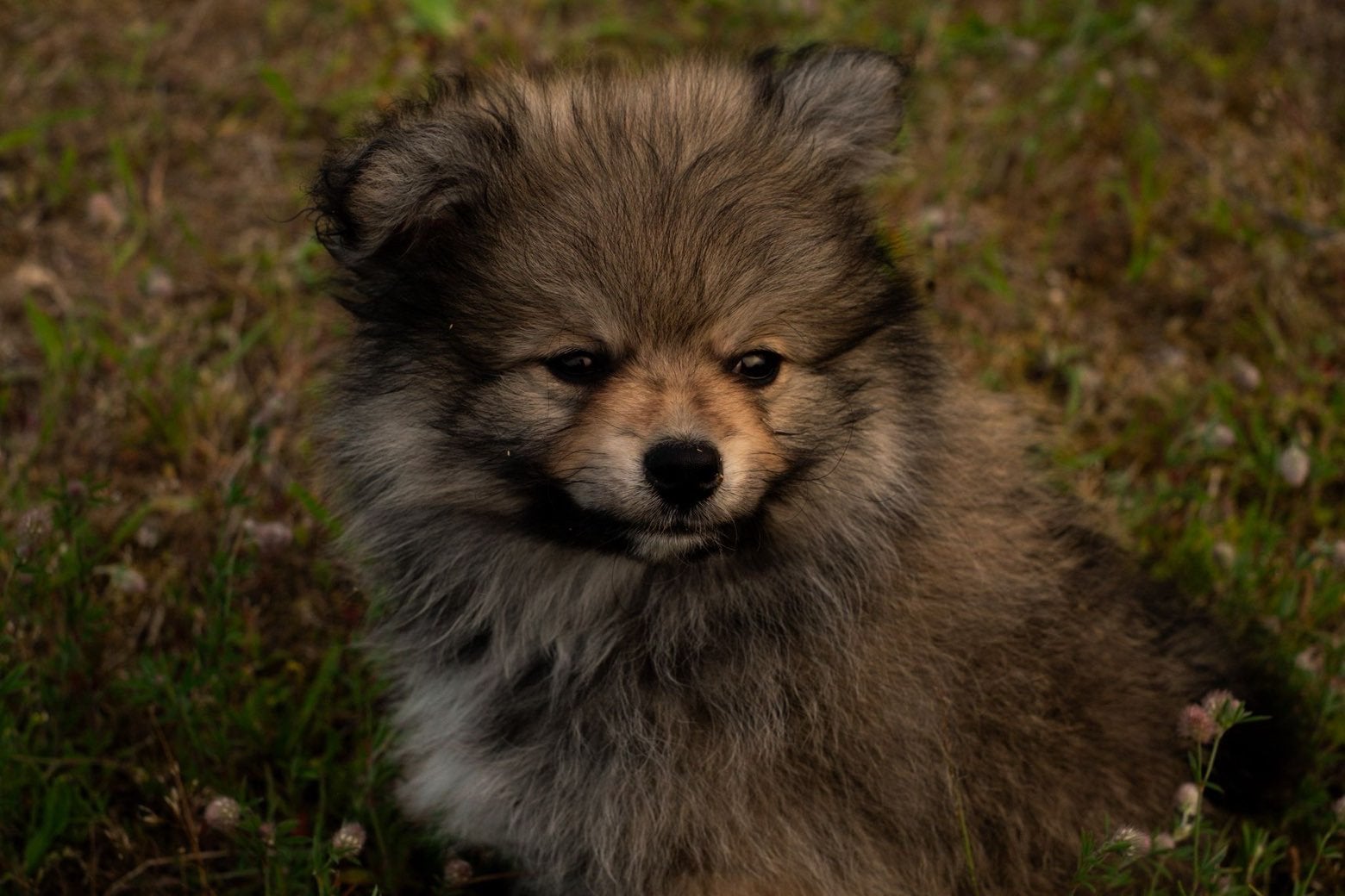 Pomeriaan pups, Parvo, België, Particulier, Keeshond