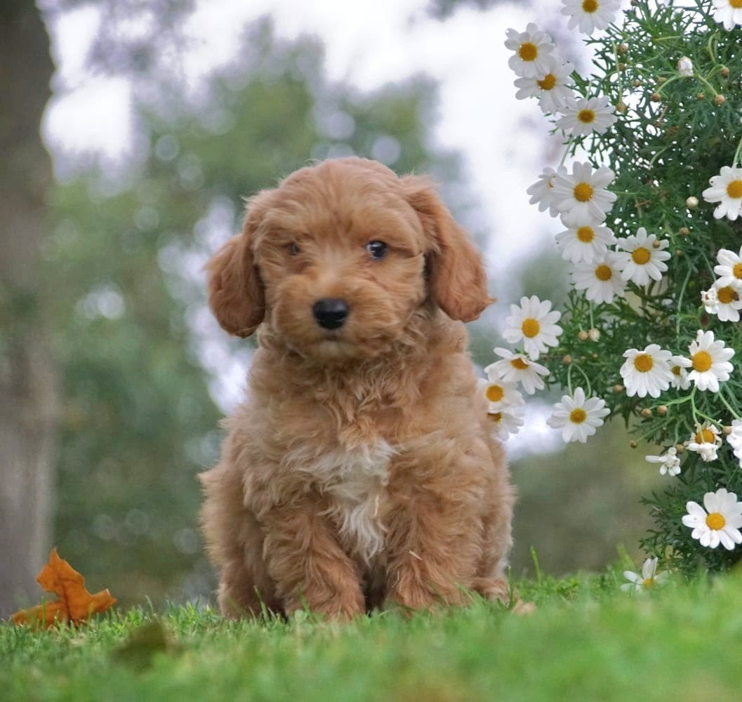 Lieve Labradoodle pups uit gezonde bloedlijn met garantie, Overige rassen, 8 tot 15 weken, Meerdere, Meerdere dieren