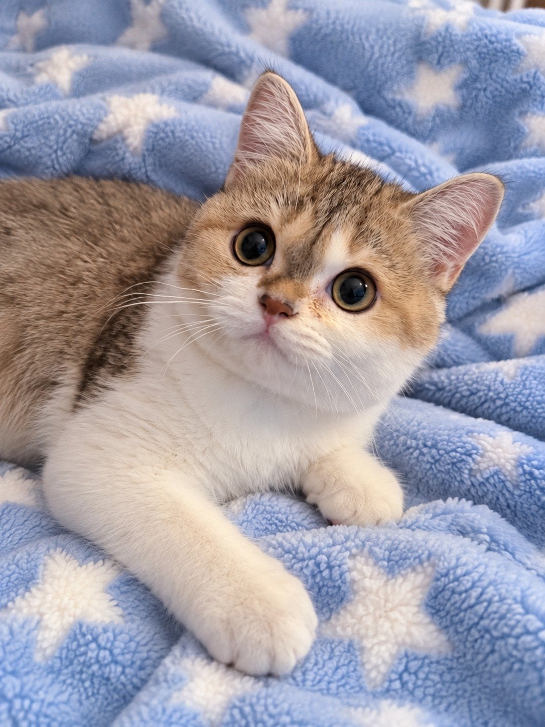 Super lieve Britse Korthaar Silver & Golden Shaded kittens, Dieren en Toebehoren