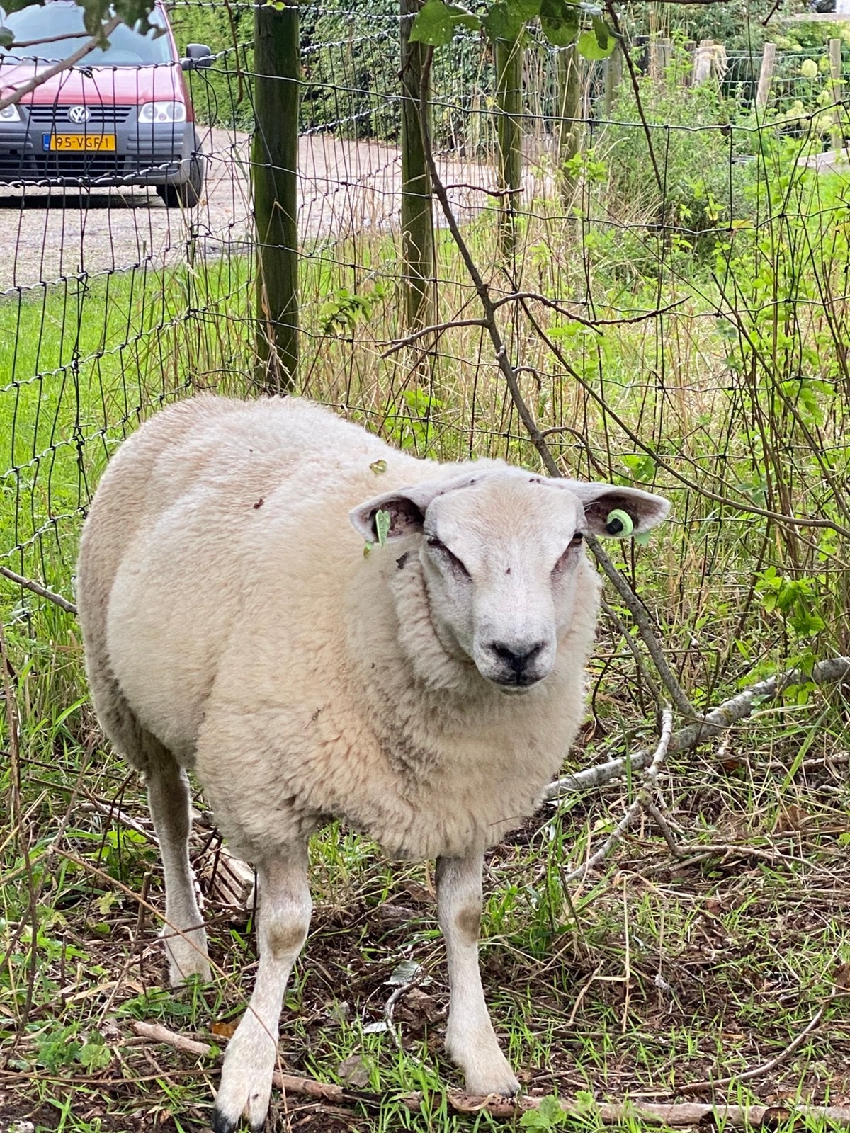 Dekram Texel x swifter, Mannelijk, Schaap