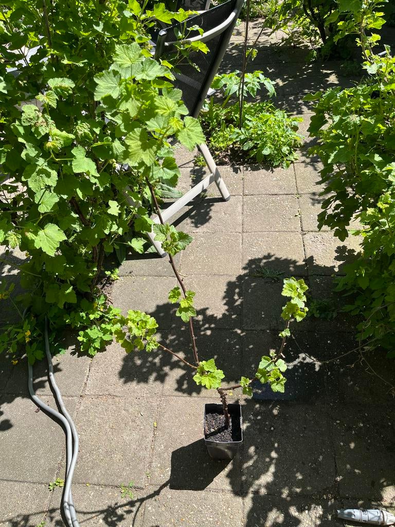 Rode bes (Ribes rubrum) — bio / winterhard / fruitstruik, Ophalen, Volle zon, Vaste plant, Fruitplanten