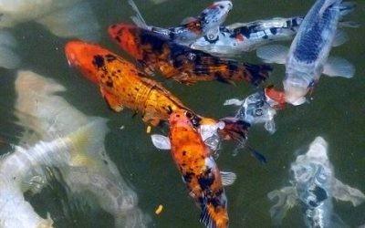 Koi Karpers, Dieren en Toebehoren