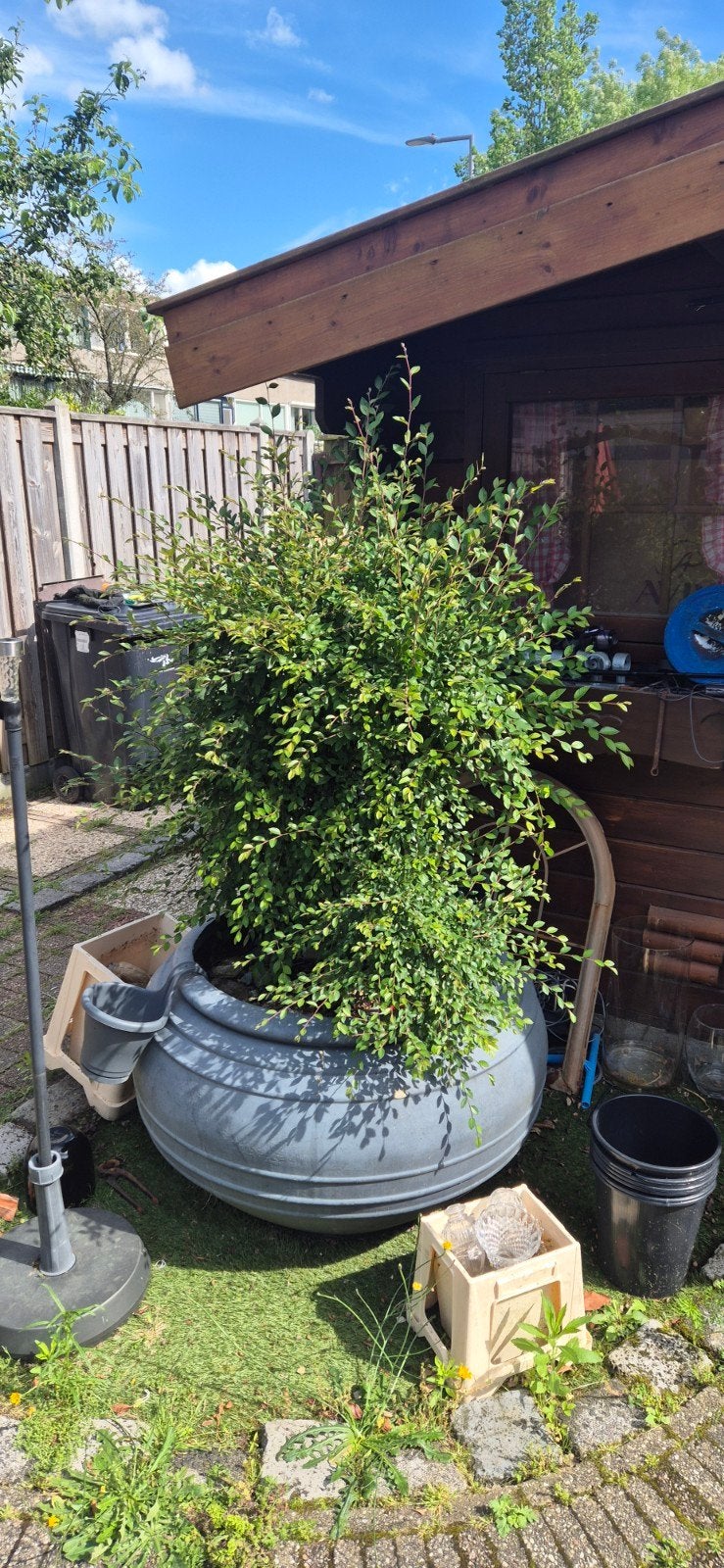 Oude bonsai, Bloeit niet, Halfschaduw, Minder dan 100 cm, Overige soorten