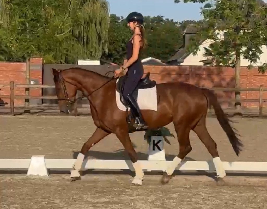 Dressuurpaard merrie, Dieren en Toebehoren, Merrie, Dressuurpaard, Zadelmak, 3 tot 6 jaar