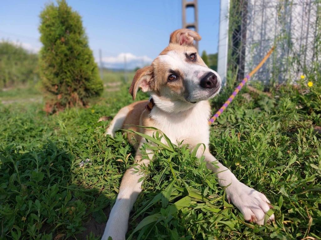 YVETTE, ZACHTAARDIG, MENSGERICHT, JONG, TEEFJE, 1 JAAR JONG, Dieren en Toebehoren, Honden | Niet-rashonden, Particulier, 1 tot 2 jaar