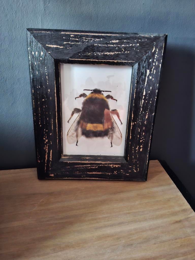 Leuk houten zwarte lijstje met hommel. Igst, Huis en Inrichting, Woonaccessoires | Lijsten, Ophalen, Hout, Minder dan 50 cm, Minder dan 50 cm