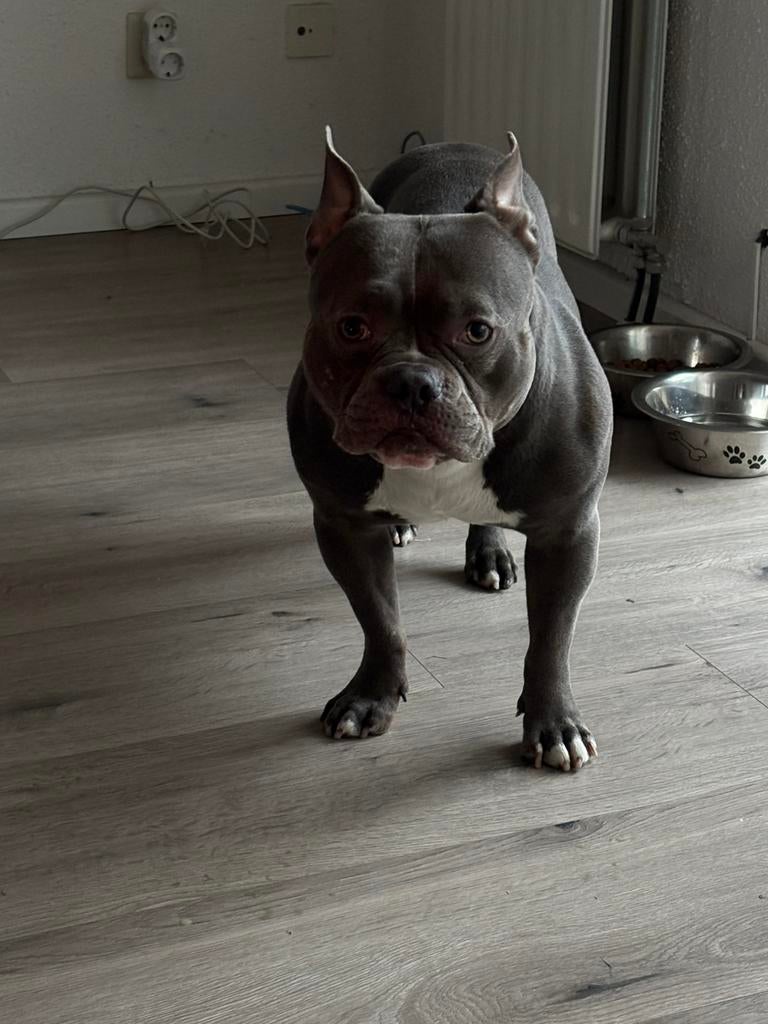 Aangeboden Dek reu amerikaanse bully pocket, Reu, Eén hond, 3 tot 5 jaar, Nederland