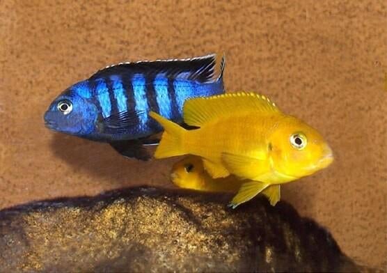 Malawi cichliden Saulosi, Vis, Zoetwatervis, Schoolvis