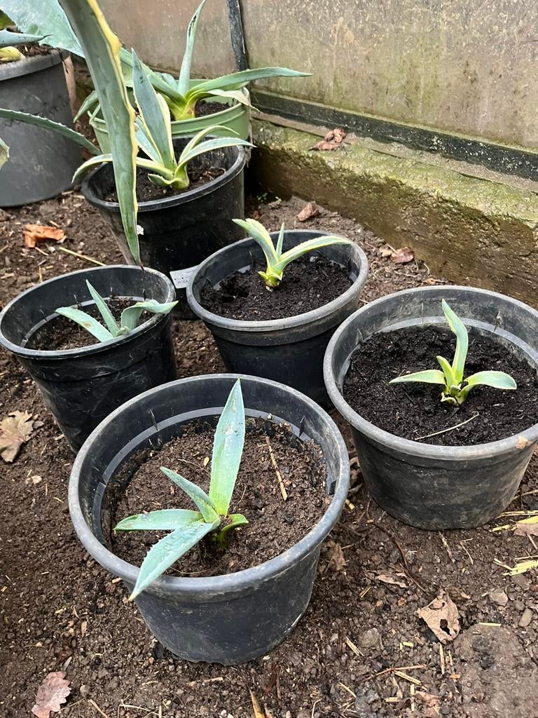 Agave planten, Ophalen, Bodembedekkers, Volle zon, Vaste plant