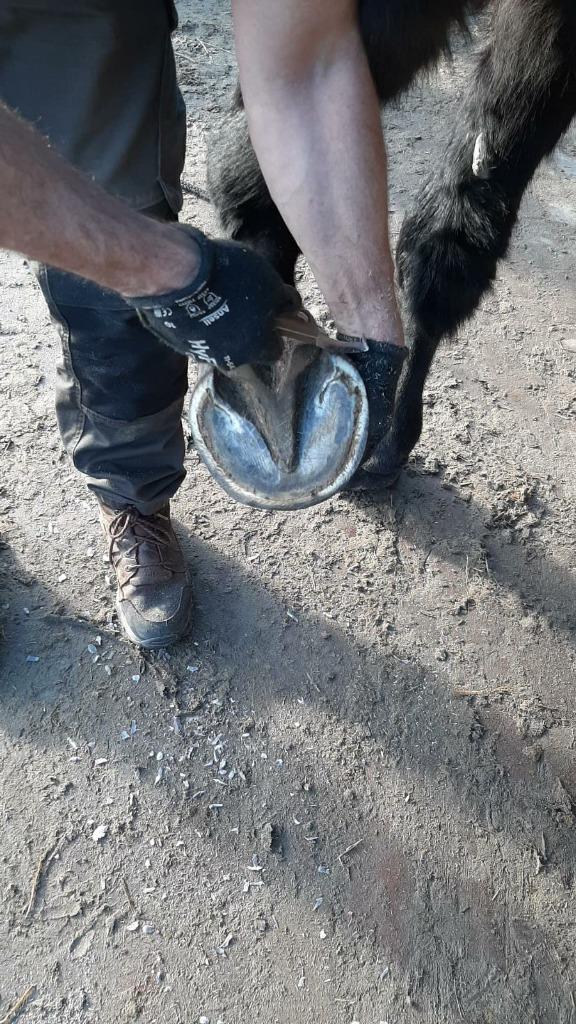 Foto 5 van Natuurlijk Bekapper paarden, Hoefschoenen, Barefoot Trimmer