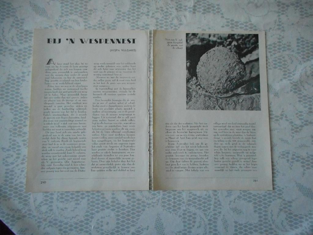 Wespen. Wespennest. Vespa Vulgaris. 1939., Verzamelen, Tijdschriften, Kranten en Knipsels, Ophalen of Verzenden, 1920 tot 1940