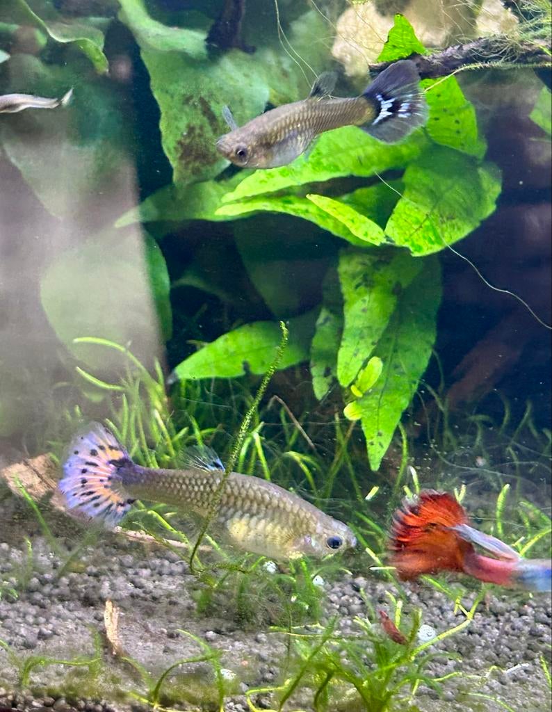 Baby guppies zoeken goed huisje, Dieren en Toebehoren, Vissen | Aquariumvissen, Vis
