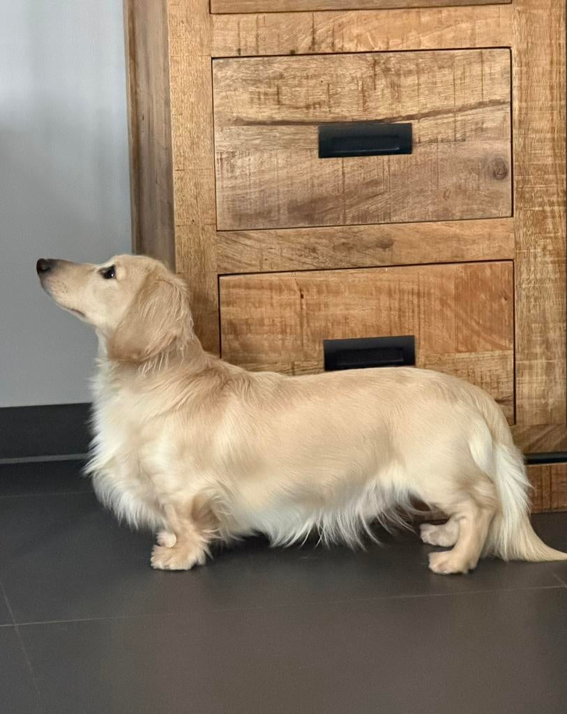 Teckel dekreu dwerg, Dieren en Toebehoren, Honden | Dekreuen, Reu, 1 tot 2 jaar, Buitenland, Parvo