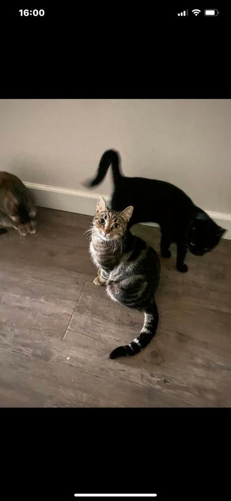 Goed huisje gezocht, Poes