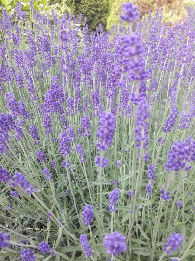 Lavendel planten o.a hidcote, Volle zon, Vaste plant, Zomer, Ophalen