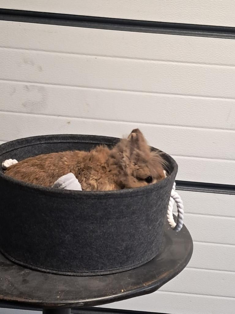 Mooi langharig konijn mannetje, Dieren en Toebehoren, Konijnen