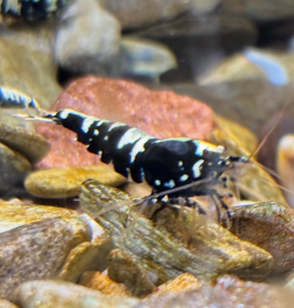 Galaxy fishbone garnalen (met Taiwan bee gen), Kreeft, Krab of Garnaal, Zoetwatervis