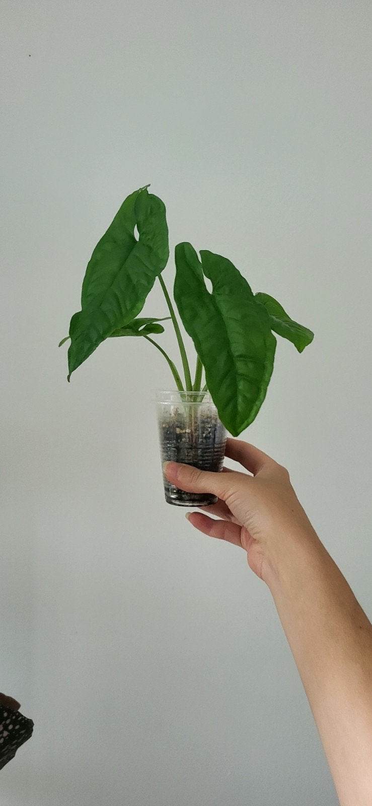 syngonium steyermarkii, Ophalen of Verzenden, Halfschaduw, Minder dan 100 cm