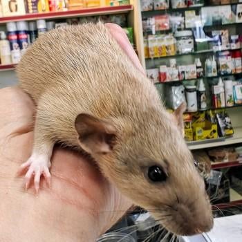 Ratten te koop, Dieren en Toebehoren, Knaagdieren, Januari, Meerdere dieren, Rat