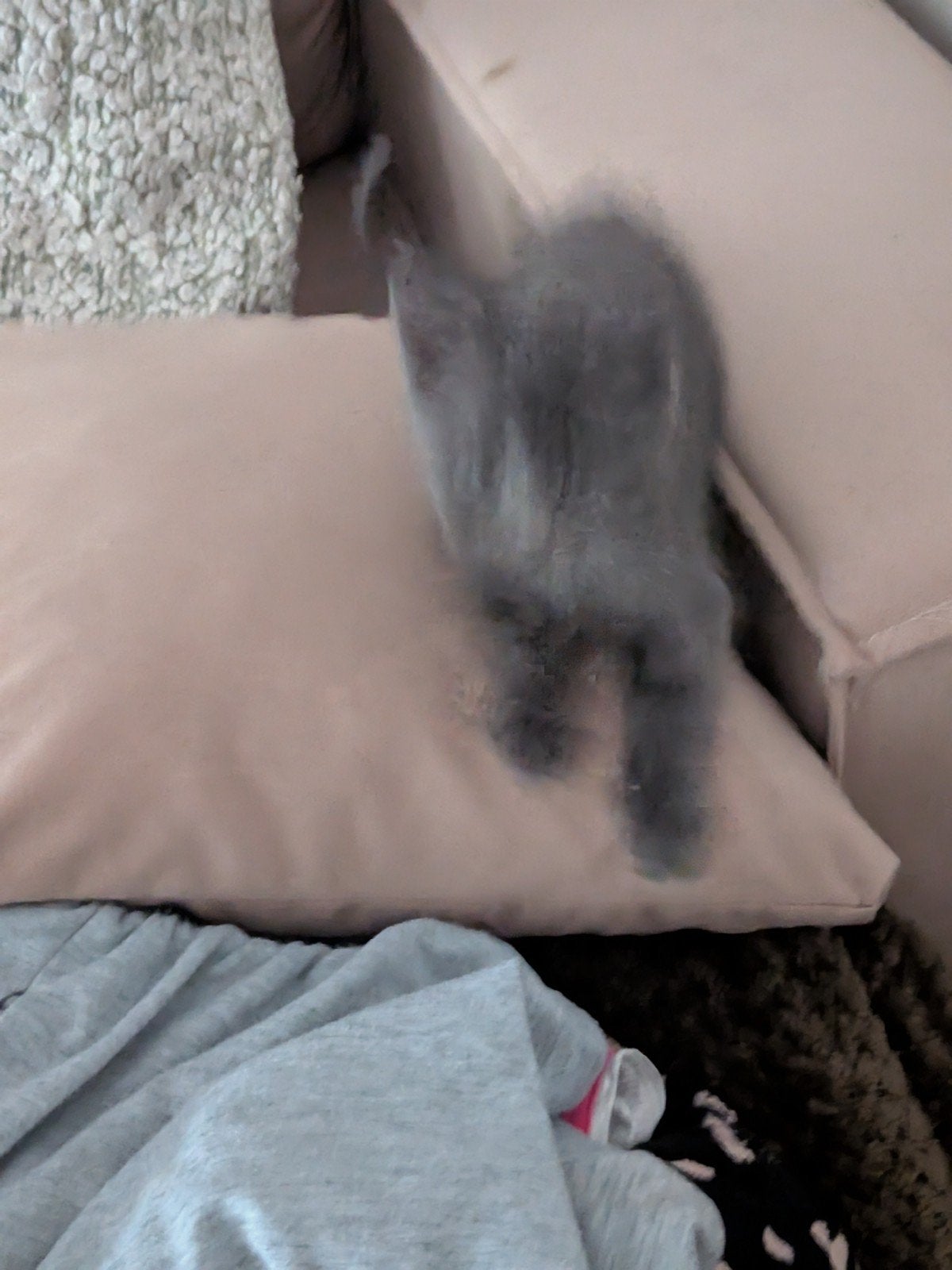 kittens te koop  geb 24 juni, Dieren en Toebehoren, Katten en Kittens | Overige Katten, Poes, 0 tot 2 jaar