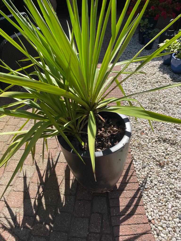 Grote Cordyline Australis in pot - Koolpalm, Tuin en Terras, Planten | Tuinplanten, Volle zon, Vaste plant, Bloeit niet, Ophalen