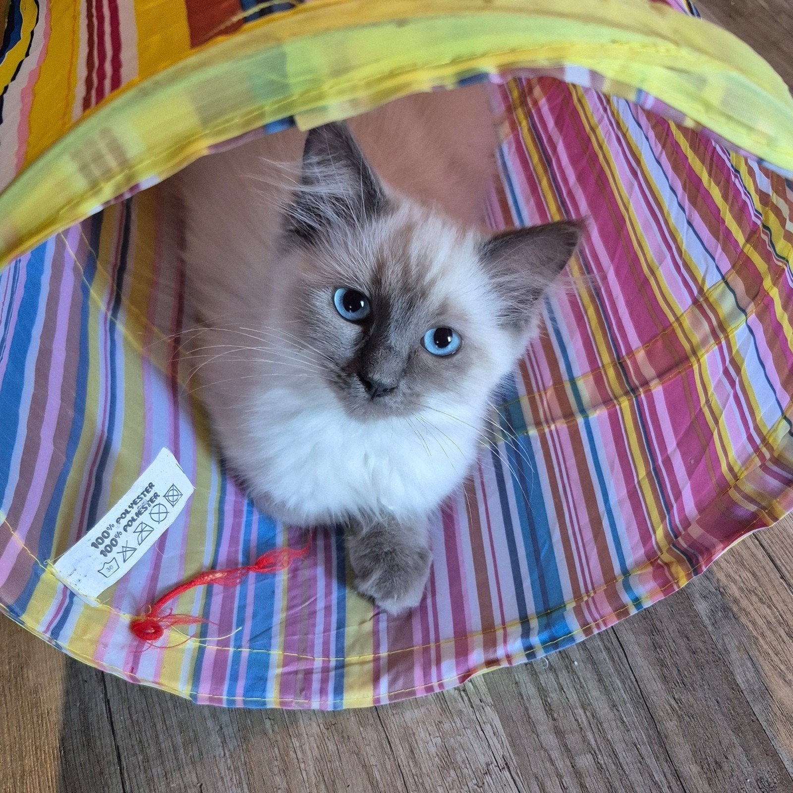 Blue point ragdoll poesje kitten mag verhuizen, Meerdere dieren, Ontwormd, 0 tot 2 jaar