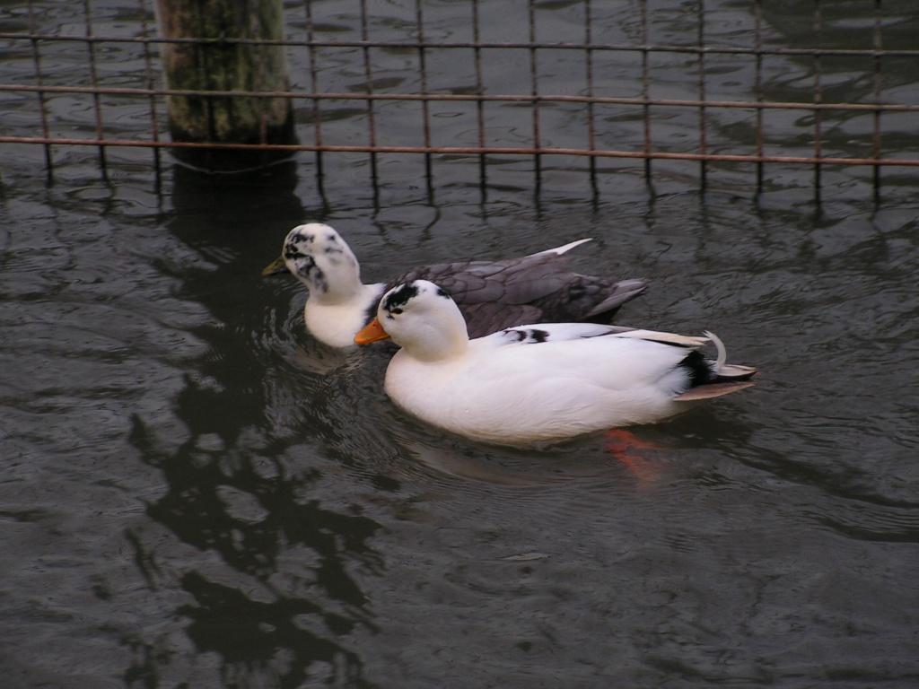 Kwaker eenden | Jonge Hollandse Kwakers | Siereenden, Dieren en Toebehoren, Pluimvee, Meerdere dieren, Eend