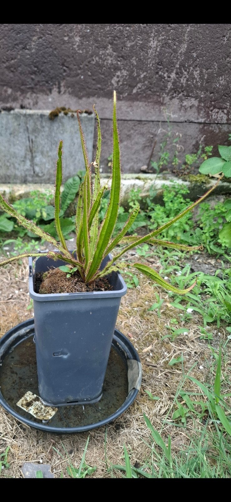 Drosera Regia - Koningszonnedauw, Ophalen of Verzenden