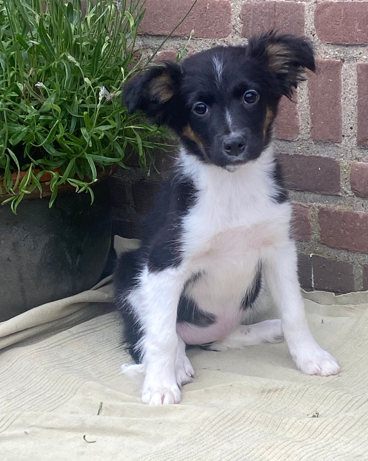 Prachtige BORDER COLLIE x FRIESE STABIJ pup - teefje, Parvo, Nederland, 8 tot 15 weken, Teef