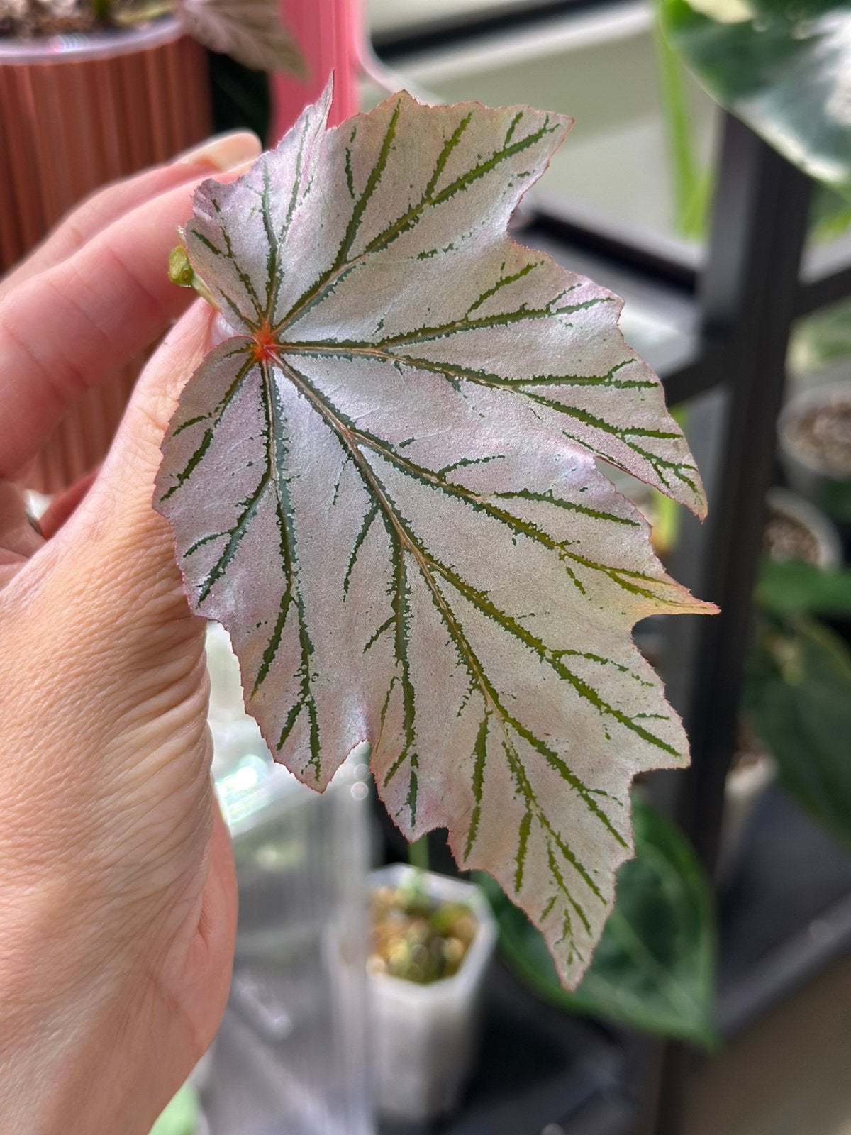 Begonia lamoon stekje, Ophalen of Verzenden, Halfschaduw, Minder dan 100 cm