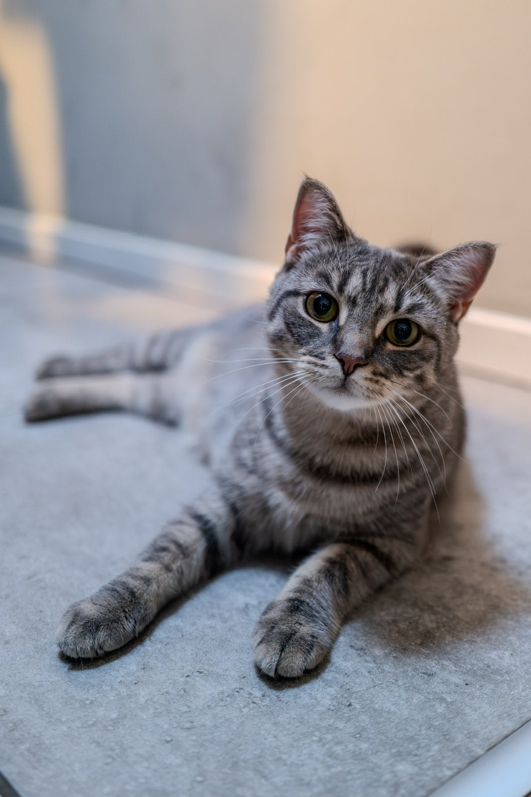 Mango de Kat, Dieren en Toebehoren, Poes