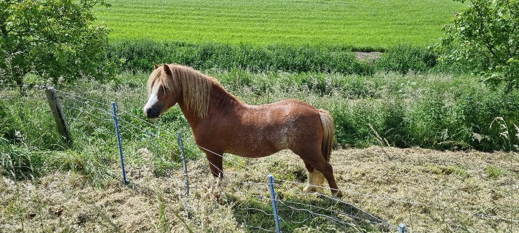Schitterende, goedfokkende brave sabinovos Welsh A dekhengst, Dieren en Toebehoren, Pony's, Met stamboom, 3 tot 6 jaar, B pony (1.17m tot 1.27m)