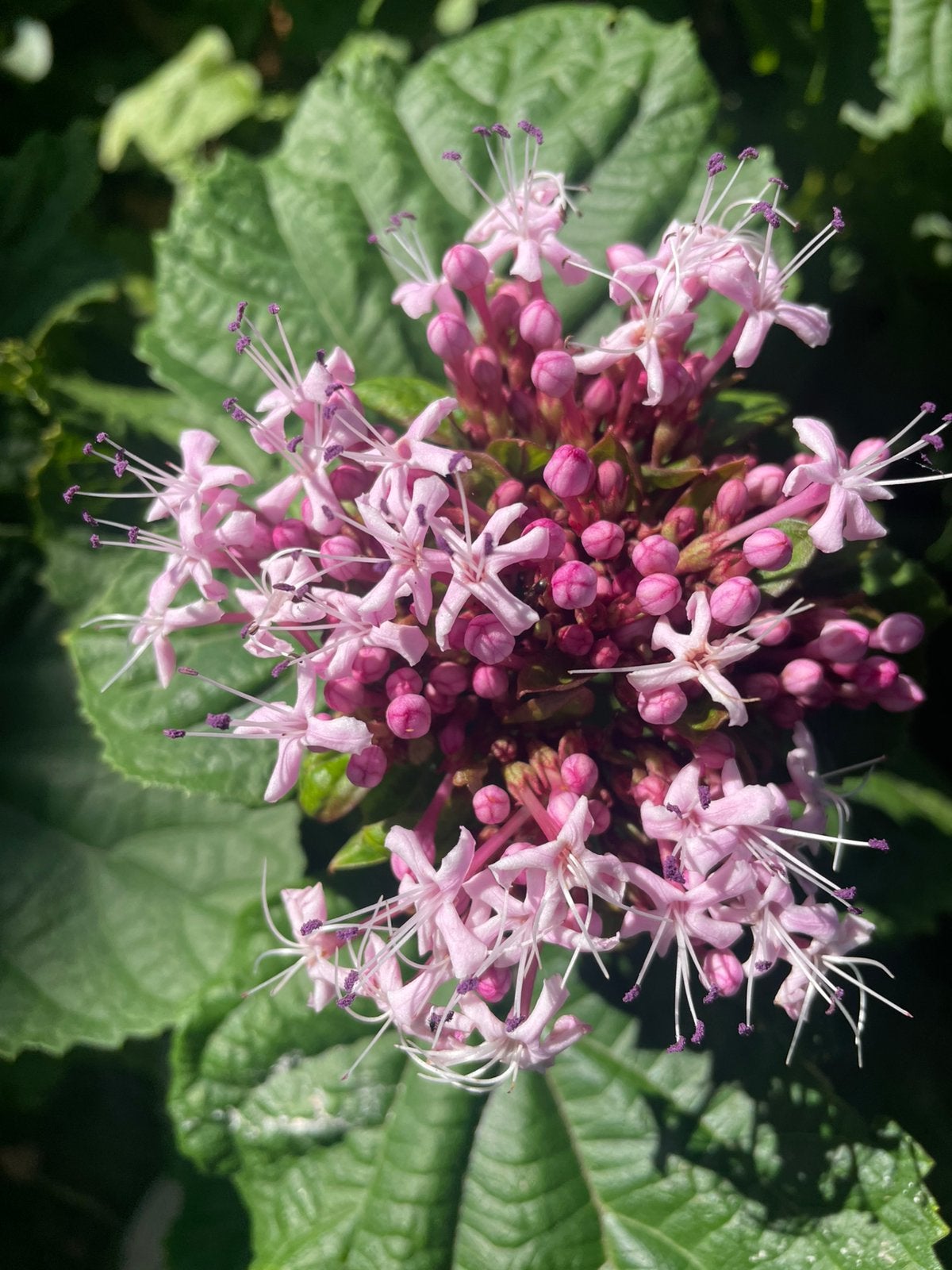 Clerodendrum bungei boompjes, hoogte 50 cm, Tuin en Terras, Ophalen, Volle zon, Overige soorten