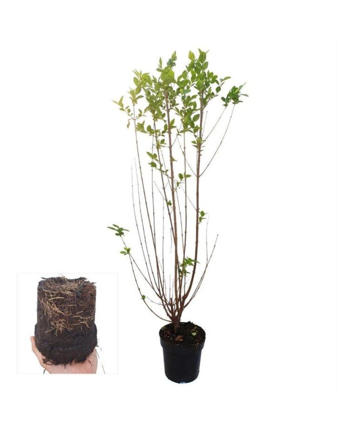 Ligustrum ovalifolium (Ligusterhaag)🌿, Tuin en Terras, Ophalen, Volle zon