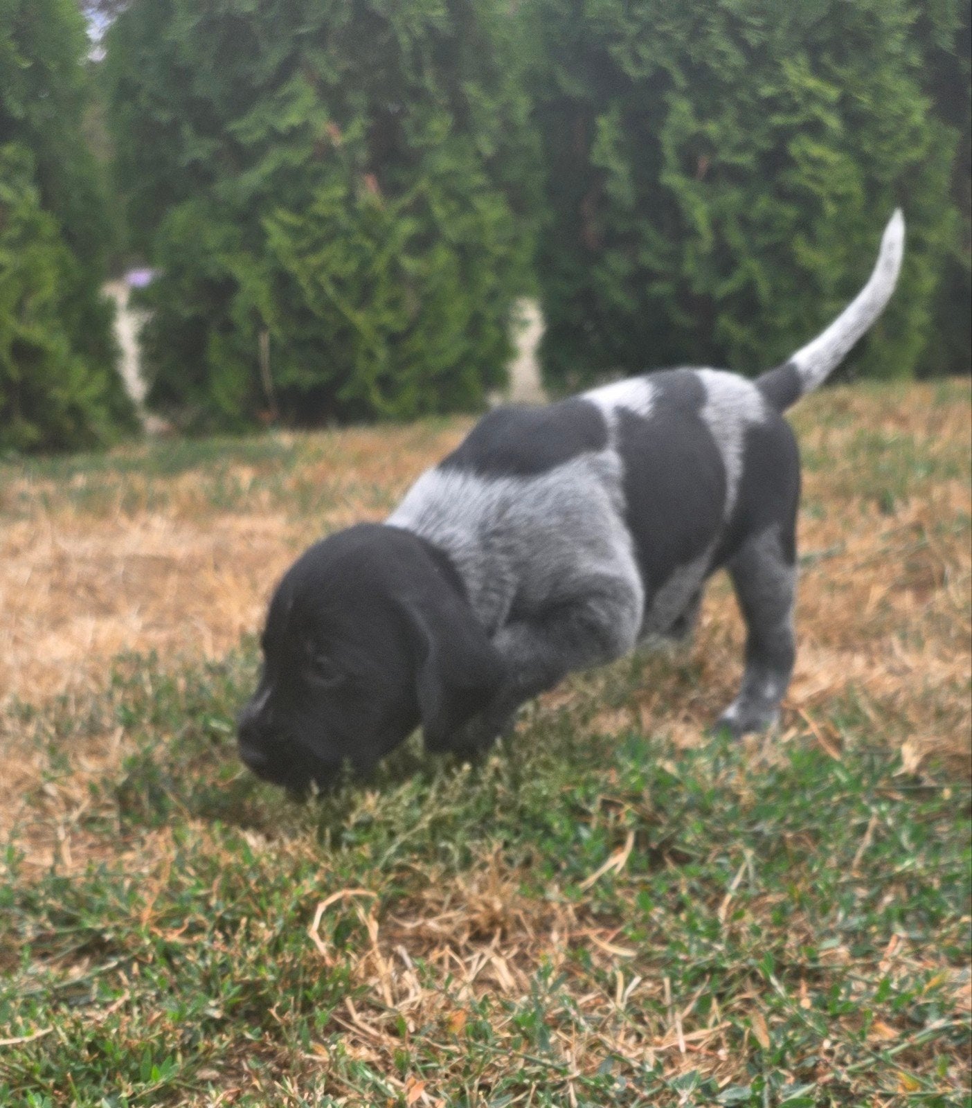 Duitse staande draadhaar pups met stamboom FCI, Dieren en Toebehoren, 8 tot 15 weken, Meerdere, Meerdere dieren, Duitse Staande hond