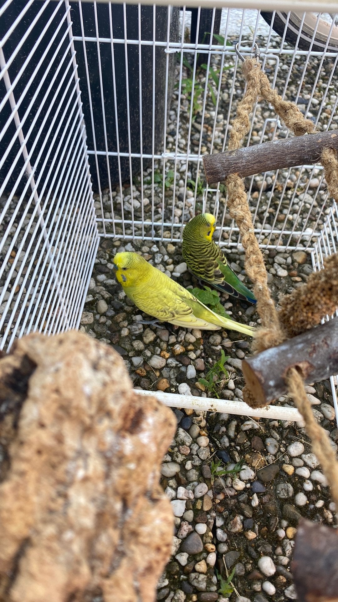 Grasparkieten+kooi+voedsel en steentjes, Dieren en Toebehoren, Vogels | Kanaries, Meerdere dieren, Zangkanarie
