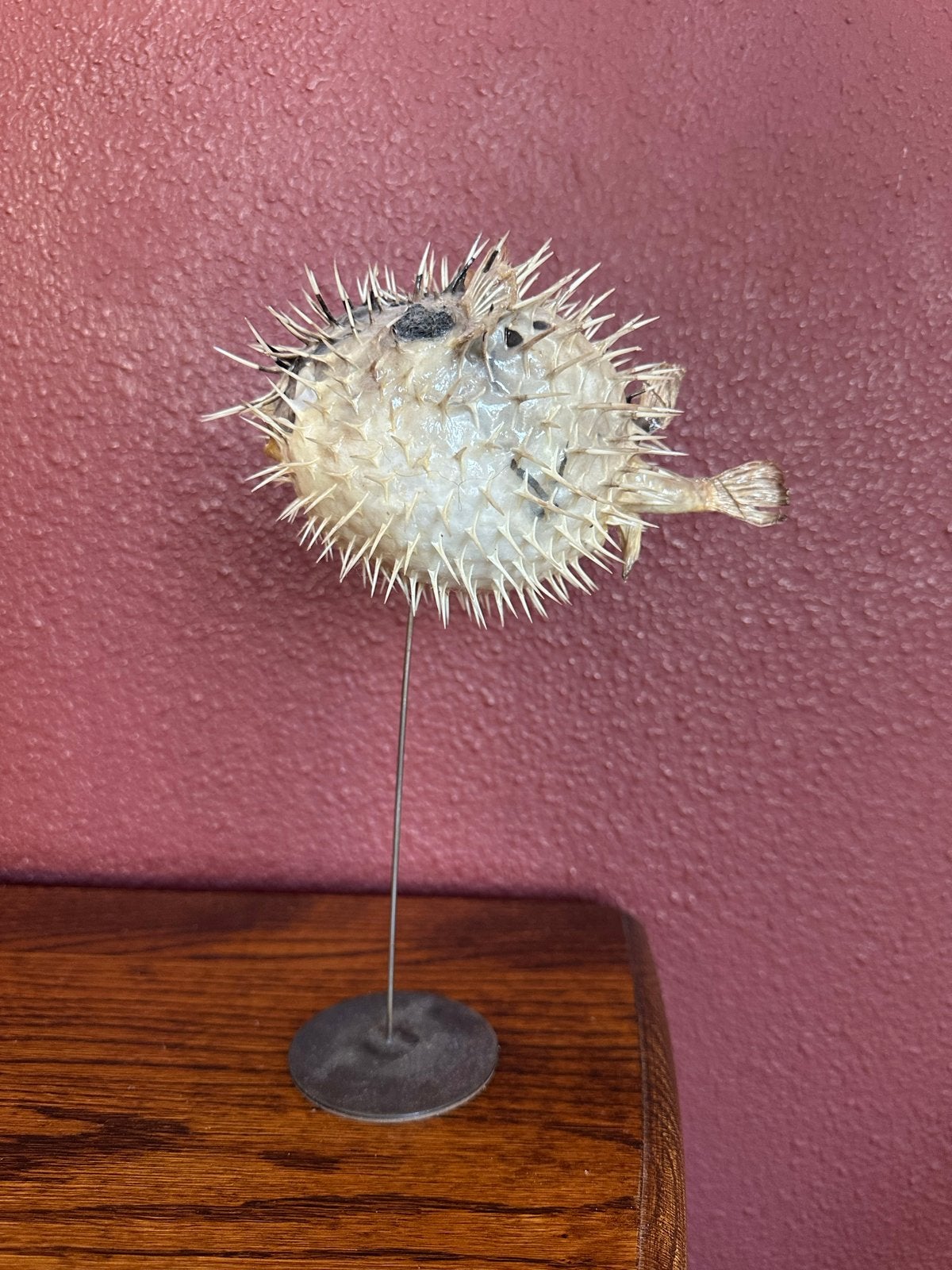 Opgezette Kogelvis Decoratie op Standaard, Ophalen of Verzenden, Gebruikt