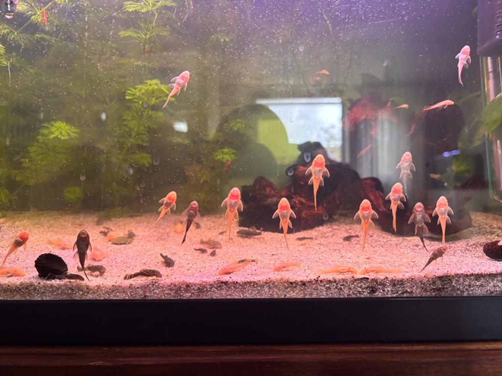 Pleco’s aangeboden Albino en Grijs, Dieren en Toebehoren, Vissen | Aquariumvissen, Vis