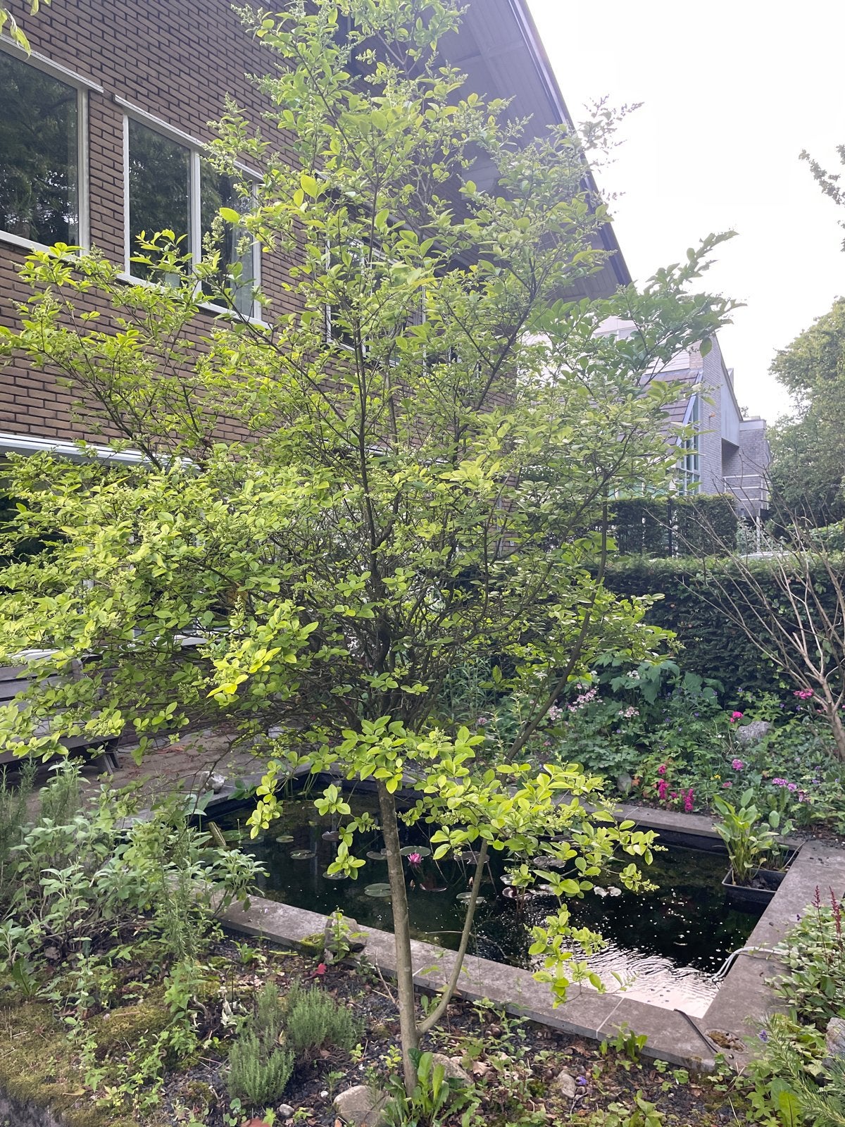 liguster, Overige soorten, 250 tot 400 cm, Zomer, Ophalen