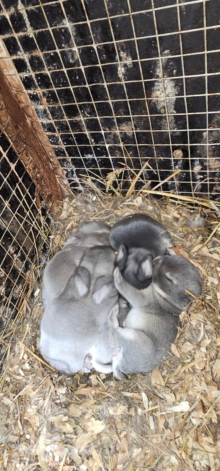 baby konijntjes alvast te reserveren., Geslacht onbekend, Dwerg, Hangoor, 0 tot 2 jaar