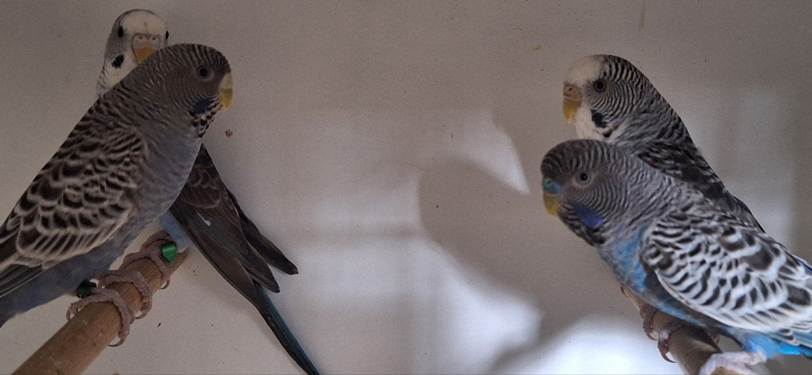 2 koppel blackface x blackwing