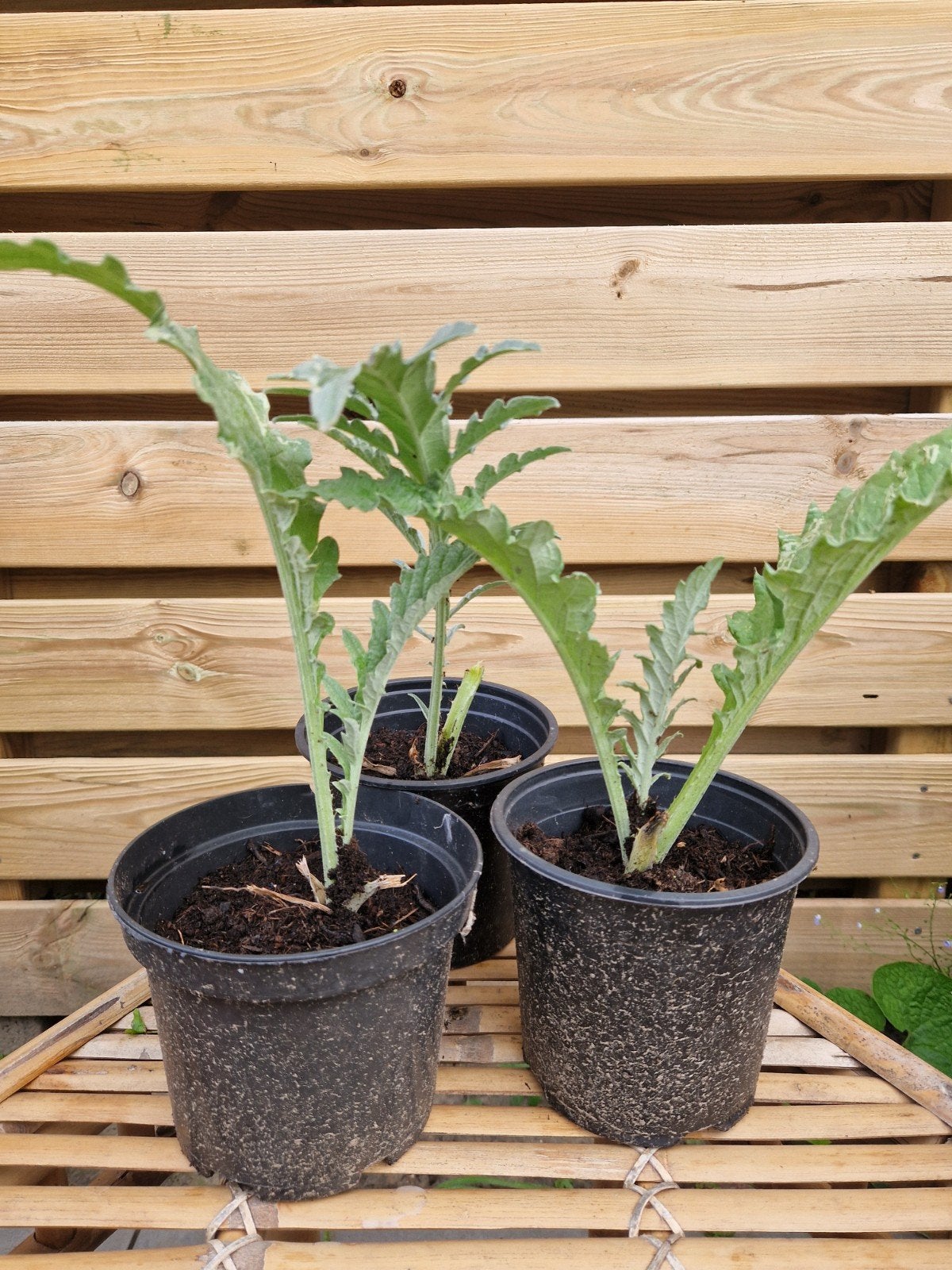 Artisjokplanten onbespoten, Ophalen, Overige soorten, Volle zon