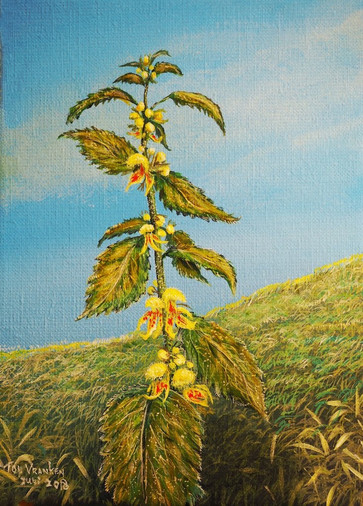 Gele dovenetel (Ton Vranken), Bloemen, Doek, Realistisch, Ophalen of Verzenden